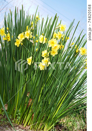 ナルキッスス ナルキッスス 74820568