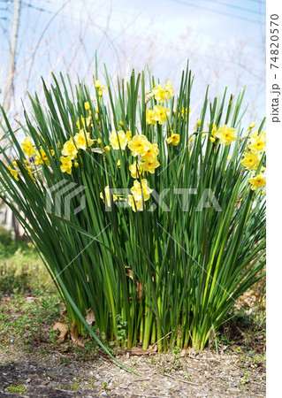 ナルキッスス 74820570