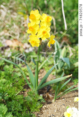 ナルキッスス 74820578