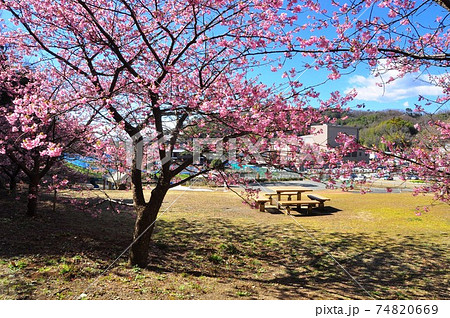 神奈川県中郡二宮町 ラディアン花の丘公園の満開河津桜 神奈川県中郡二宮町 ラディアン花の丘公園の満開河津桜 74820669