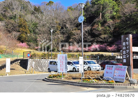 神奈川県中郡二宮町　ラディアン花の丘公園の河津桜と駐車場 74820670