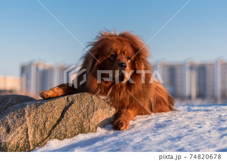 Tibetan Mastiff posing in winter at sunset 74820678