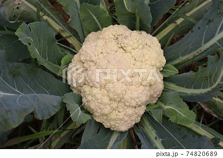 cauliflower stock on boat and market cauliflower stock on boat and market 74820689