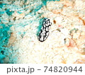 インドネシアでダイビング中に出会ったカラフルなウミウシ 74820944