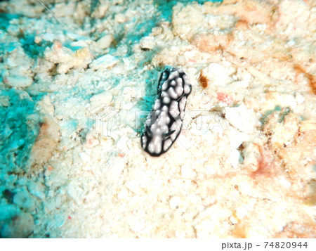 インドネシアでダイビング中に出会ったカラフルなウミウシ 74820944