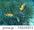 インドネシアでダイビング中に出会ったニモ 74820953