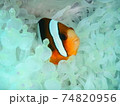インドネシアでダイビング中に出会ったニモ 74820956