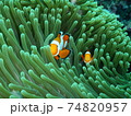 インドネシアでダイビング中に出会ったニモ 74820957