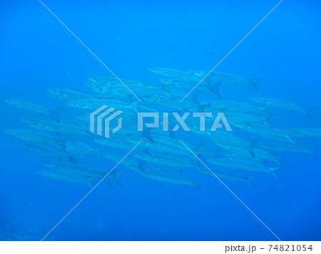 インドネシアでダイビング中に出会ったバラクダ 74821054