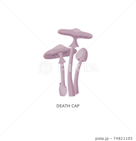 Card with death cap inedible mushrooms flat vector illustration isolated. Card with death cap inedible mushrooms flat vector illustration isolated. 74821105