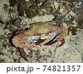 インドネシアで夜ダイビング中に出会ったカニ 74821357
