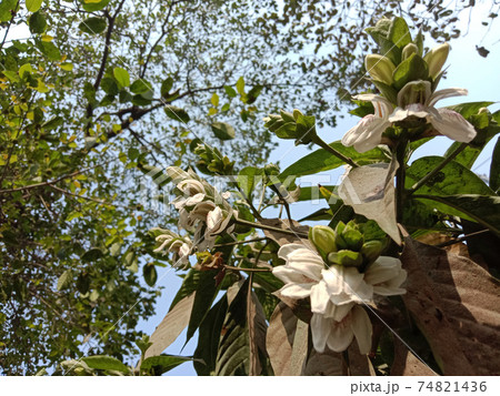 white colored flower on garden white colored flower on garden 74821436