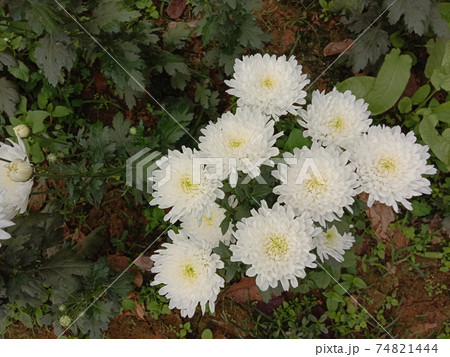 white colored flower on garden white colored flower on garden 74821444