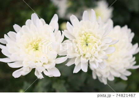 white colored flower on garden white colored flower on garden 74821467
