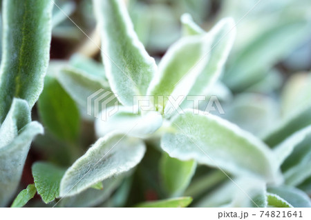 ラムズイヤー 74821641