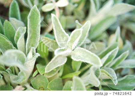 ラムズイヤー ラムズイヤー 74821642