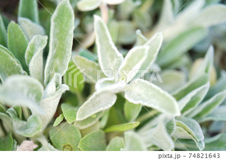 ラムズイヤー 74821643