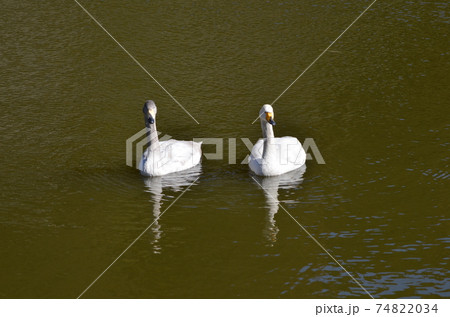 冬の訪問者 74822034