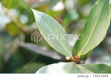 ゲッケイジュ 74822699