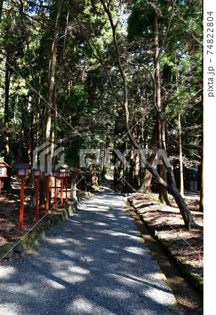 冬の日吉大社 冬の日吉大社 74822804