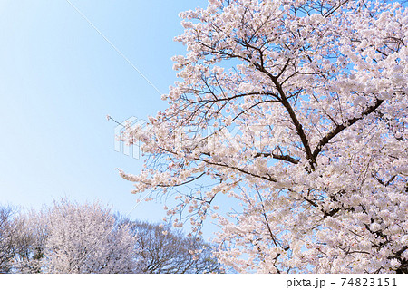 満開の桜　青空背景 74823151