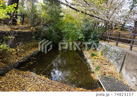 晩秋の枯葉の玉川上水 74823157