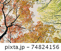 見上げた紅葉の木 74824156