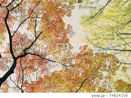 見上げた紅葉の木 見上げた紅葉の木 74824156