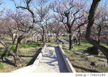 大谷田公園(おおやたこうえん) 東京都足立区大谷田 大谷田公園(おおやたこうえん) 東京都足立区大谷田 74824184