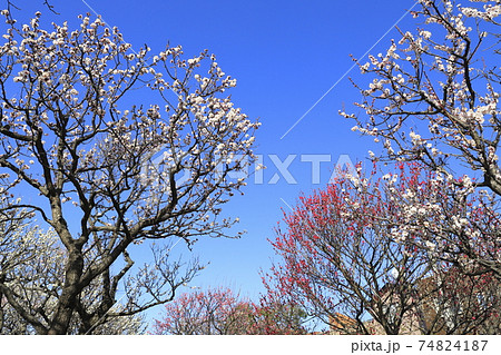 大谷田公園（おおやたこうえん）　東京都足立区大谷田 74824187