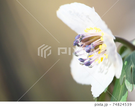 セツブンソウ（節分草）　スプリング・エフェメラル（春の妖精）とも呼ばれます 74824539