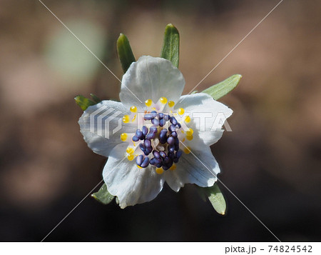 セツブンソウ（節分草）　白い花弁に見えるのはがく片 74824542