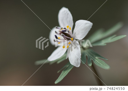 早春に可憐な花を咲かせるセツブンソウ（節分草） 74824550