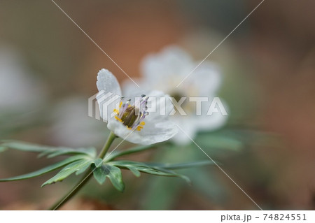 セツブンソウ（節分草）　スプリング・エフェメラル（春の妖精）とも呼ばれます 74824551