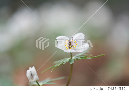 セツブンソウ(節分草) スプリング・エフェメラル(春の妖精)とも呼ばれます セツブンソウ(節分草) スプリング・エフェメラル(春の妖精)とも呼ばれます 74824552