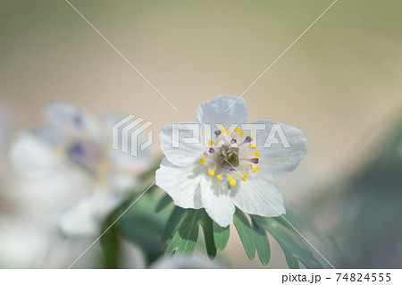 セツブンソウ（節分草）　スプリング・エフェメラル（春の妖精）とも呼ばれます 74824555