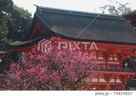 下鴨神社の光琳の梅 下鴨神社の光琳の梅 74824607