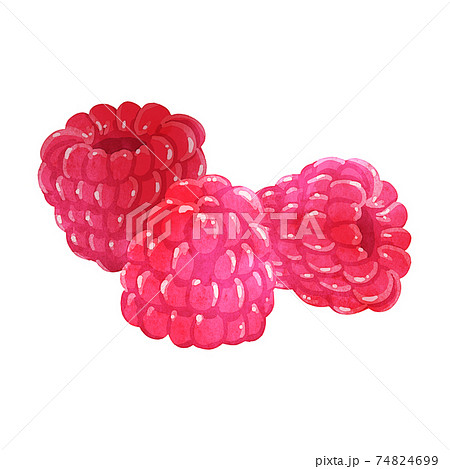 水彩風のラズベリー3粒 74824699