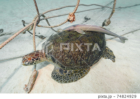 ウミガメ ウミガメ 74824929