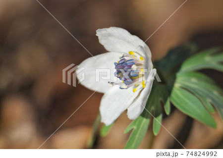 セツブンソウ（節分草）　白い花弁に見えるのはがく片です 74824992