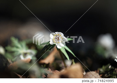 早春に可憐な花を咲かせるセツブンソウ（節分草） 74824995