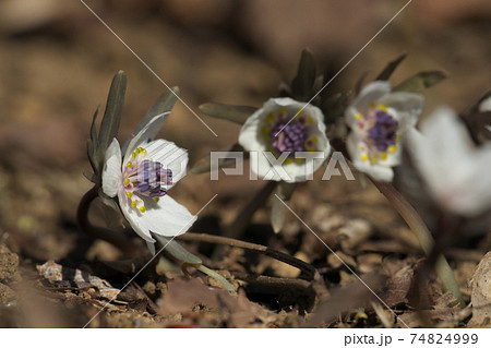 早春に可憐な花を咲かせるセツブンソウ（節分草） 74824999