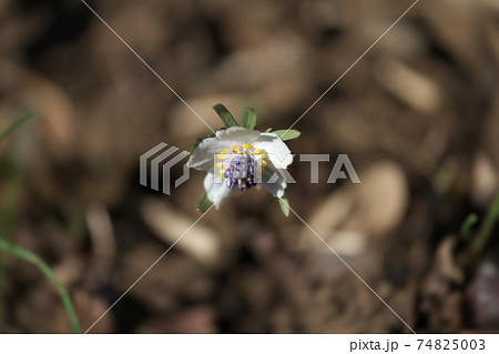 セツブンソウ 節分草 白い花弁に見えるのはがく片の写真素材