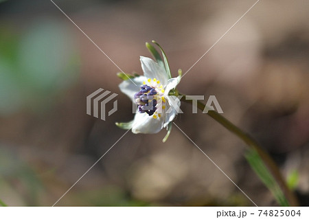 スプリング・エフェメラル（春の妖精）とも呼ばれるセツブンソウ（節分草） 74825004