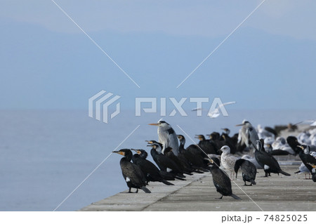 冬、河口の突堤で憩う野鳥 74825025