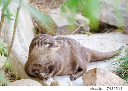 東山動植物園 カワウソ 東山動植物園 カワウソ 74825154