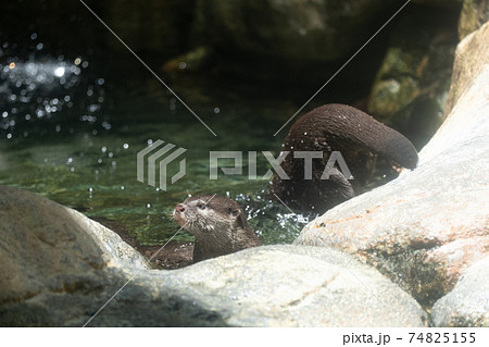 アクアトト・岐阜 カワウソ アクアトト・岐阜 カワウソ 74825155