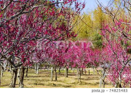 馬見丘陵公園 満開の梅園 馬見丘陵公園 満開の梅園 74825483