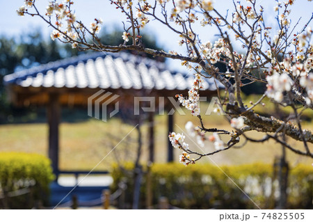 馬見丘陵公園 満開の梅園 馬見丘陵公園 満開の梅園 74825505
