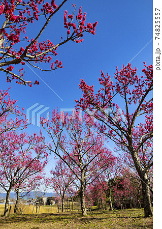 馬見丘陵公園　満開の梅園 74825557